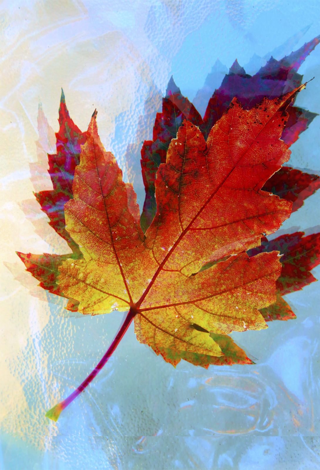 Translucent Layers - Fall Leaves (Winter